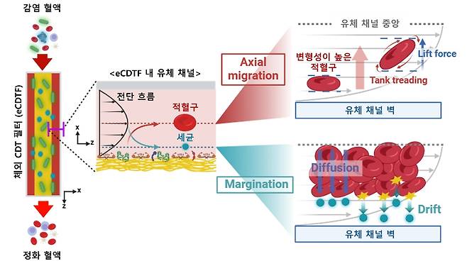 연구 그림 인공 혈전의 세균 포획 원리와 성능. [울산과학기술원 제공. 재판매 및 DB 금지]