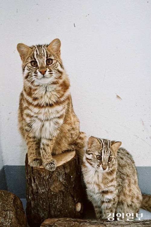 지난 26일 자연으로 돌아간 삵. /경기도 제