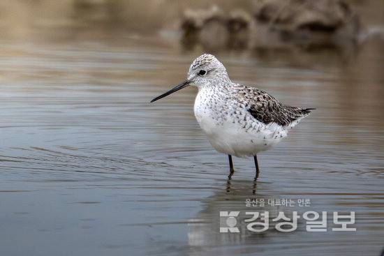 ▲ 쇠청다리도요. 조현표 새 통신원 제공