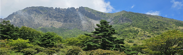 한라산 구상나무 대표목 모습. 사진=제주도 제공