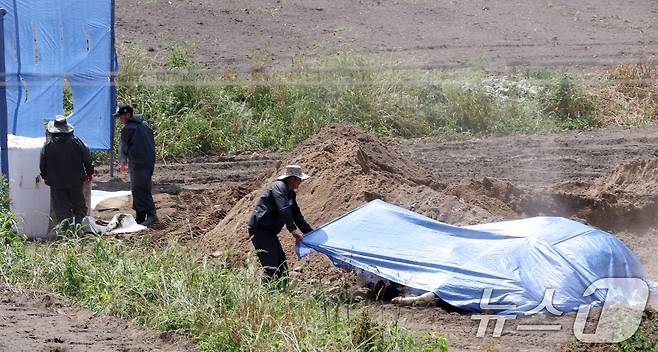 경기도 이천시 한 젖소농장(60여마리 사육)에서 럼피스킨이 발병돼 가축위생방역지원본부 관계자들이 양성인 젖소를 살처분하고 있다. ⓒ News1 김명섭 기자