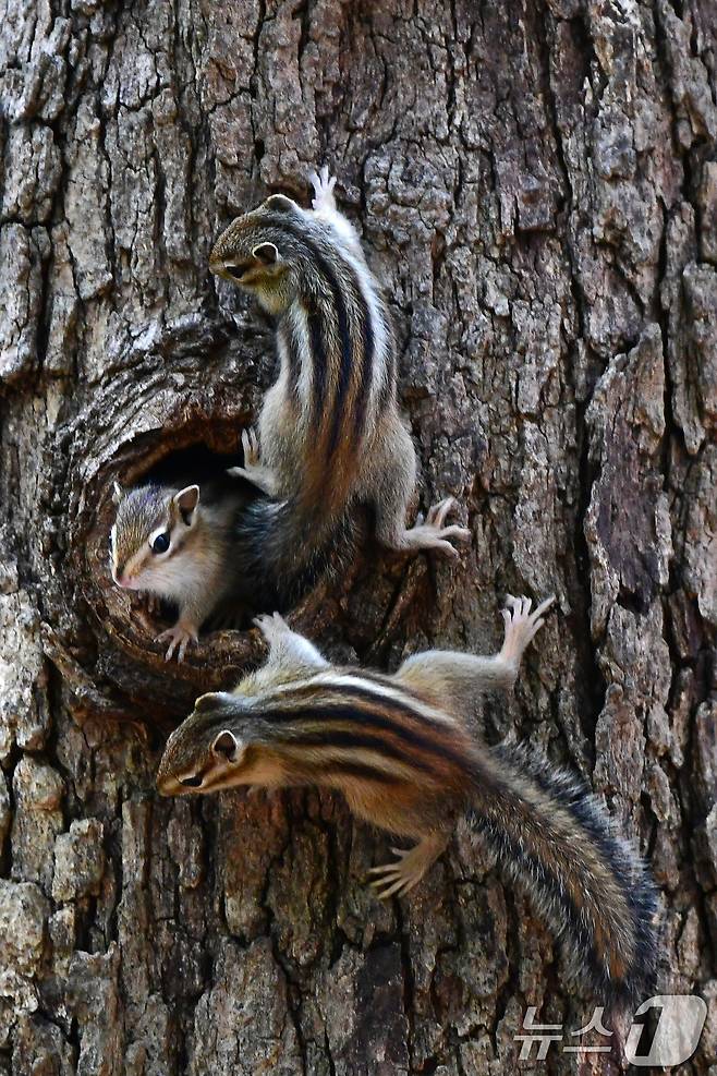 지난 1일 경주 황성공원 고목에 둥지를 튼 다람쥐들이 둥지 밖을 살피고 있다. 2025.5.1/뉴스1 ⓒ News1 최창호 기자