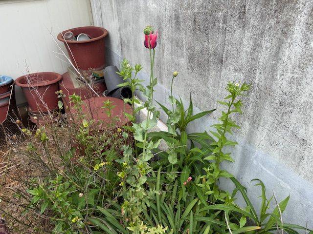 양귀비 사진. 고창군 제공