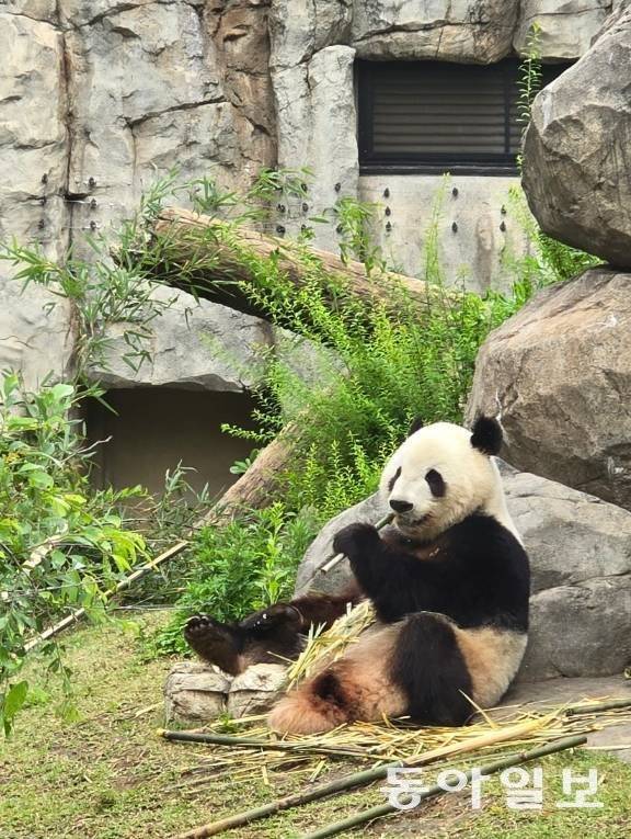 판다 ‘샤오샤오’의 모습. 도쿄=황인찬 특파원 hic@donga.com