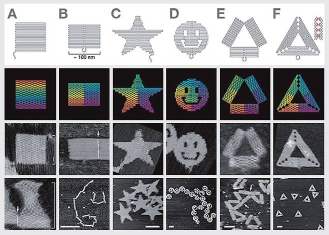DNA 오리가미는 2006년 캘리포니아공대(칼텍)의 폴 로스문트 박사가 처음 개발했다. 그는 종이를 접듯 DNA를 겹겹이 연결해 다양한 나노 구조물을 만들어냈다. /사진 네이처