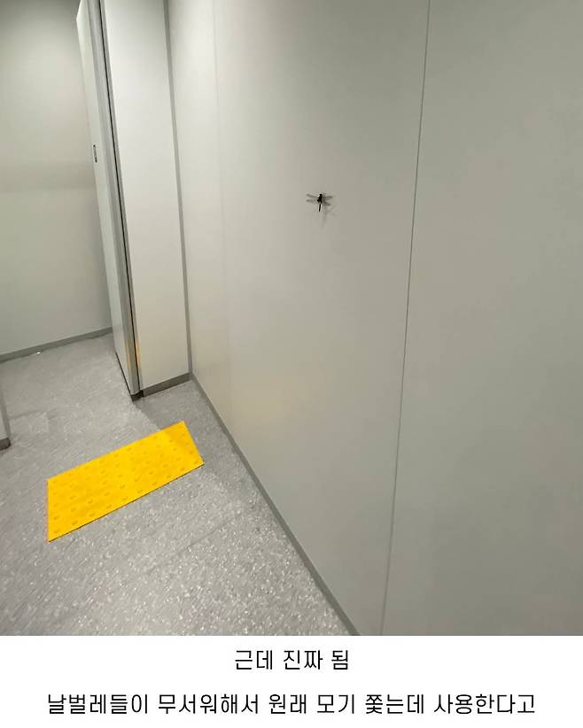 벌레 대량 발생한 오사카 엑스포 대처법