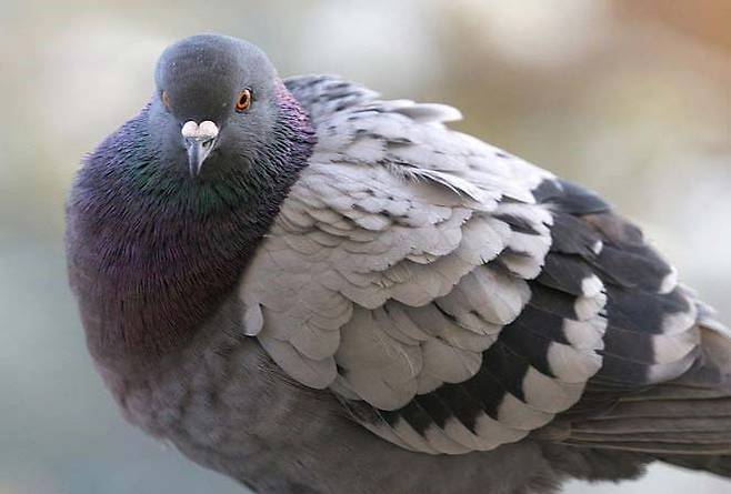 중국 30대 여성이 비둘기탕을 먹은 뒤 ‘크립토쿠스증’을 진단받은 사연이 공개됐다./사진=게티이미지뱅크