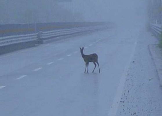 도로 위의 고라니. 중앙포토