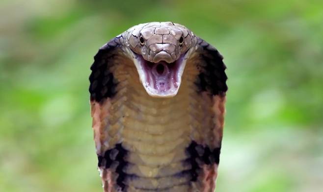 킹 코브라. [사진출처 = SCMP]