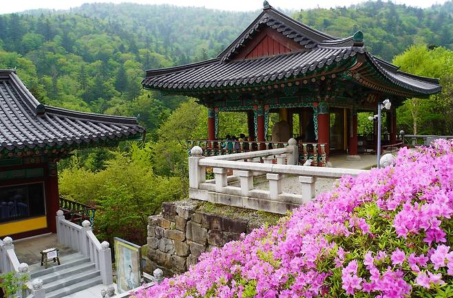 상원사 종루와 여행자들의 숲멍