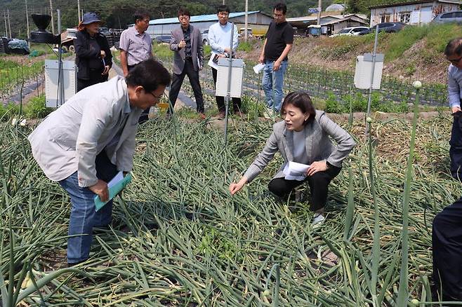 [세종=뉴시스] 농촌진흥청은 27일 전남 영광군 시험 재배지를 찾아 생분해성 멀칭필름 시제품의 성능 평가를 진행 중이라고 밝혔다. (사진=농진청 제공) 2025.05.27. photo@newsis.com *재판매 및 DB 금지