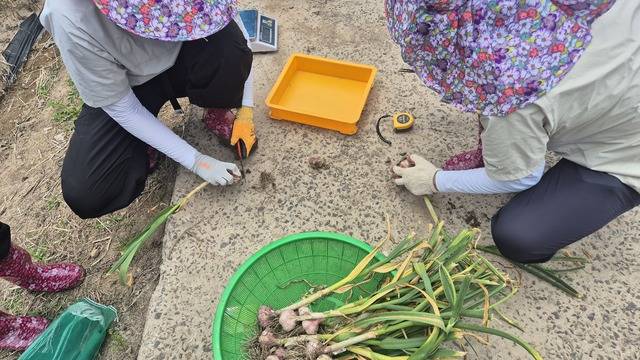 통계청 조사관들이 생산량조사를 위해 수확한 마늘을 손질하고 있다. 흙을 털어내고 뿌리와 줄기를 각각 1㎝·2㎝로 잘라내서 무게를 측정한다.