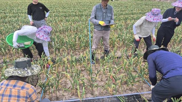 통계청은 21일 경남 창녕 한 마늘밭에서 ‘마늘 생산량조사’ 시연회를 열었다. 조사관들이 무작위로 선정된 표본구역을 표시하고 있다.