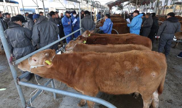 올해 3월 19일 경북 고령군 고령 우시장에서 방역복을 입은 상인들이 경매에 나온 송아지들을 살펴보고 있다. 연합뉴스