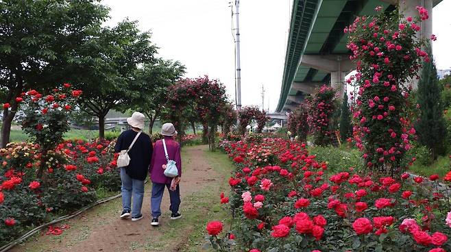 안양천변에 조성된 장미정원 모습 [금천구 제공. 재판매 및 DB 금지]