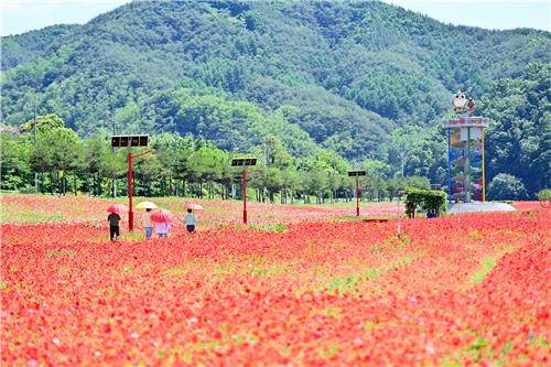 꽃양귀비 정원 [청송군 제공.재판매 및 DB 금지]