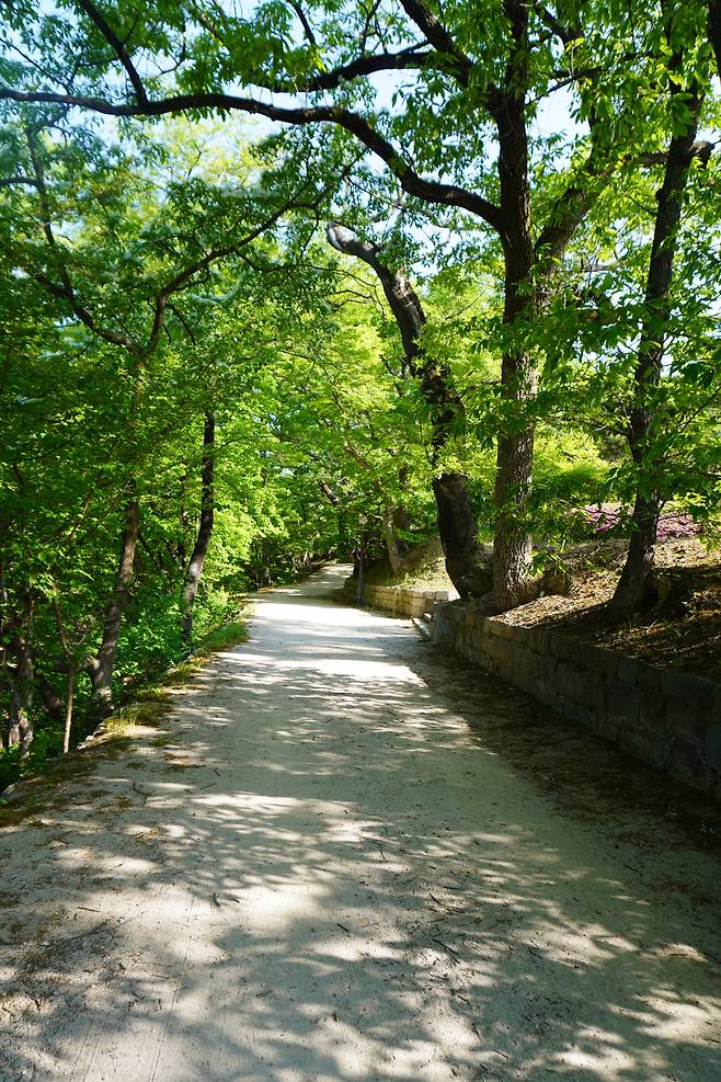 옥산서원 가는 길. 회화나무, 은행나무, 느티나무, 굴참나무, 이팝나무···. 이름만 불러도 그늘이 젖어 드는 길이다.