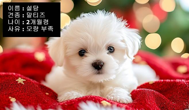 최근 외모가 상품성이 없다는 이유로 강아지와 고양이를 무료 분양한다며 홍보하는 업체들이 늘고 있다(사진 이미지투데이). ⓒ 뉴스1