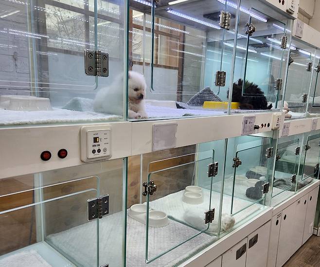 일반 펫숍과 다르지 않은 무료 분양 사무소 내부 전경. 외부에는 프렌차이즈 펫숍 간판이 달려 있었다. ⓒ 뉴스1 한송아 기자