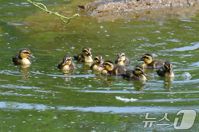 28일 오후 경북 포항시 남구 영일대 연못에서 흰뺨검둥오리 새끼들이 수영을 하고 있다. 2025.5.28/뉴스1 ⓒ News1 최창호 기자