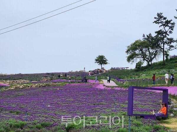 신안 퍼플섬 라벤더 꽃축제. /사진-신안군