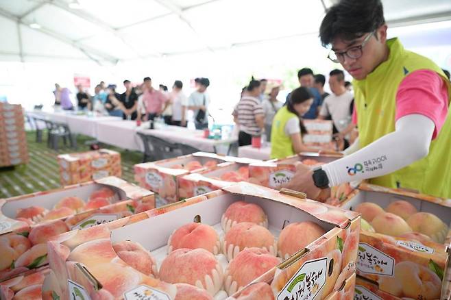 지난해 세종조치원복숭아 축제에 전시된 복숭아 모습. 세종시 제공