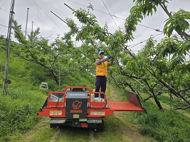 양문교 세종조치원연합회장이 복숭아를 재배하고 있는 모습. 세종조치원연합회 제공