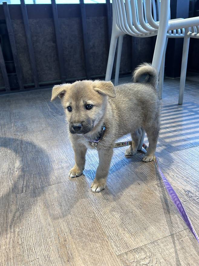 1748088023660.jpg 밭지키는 감자 성장일기