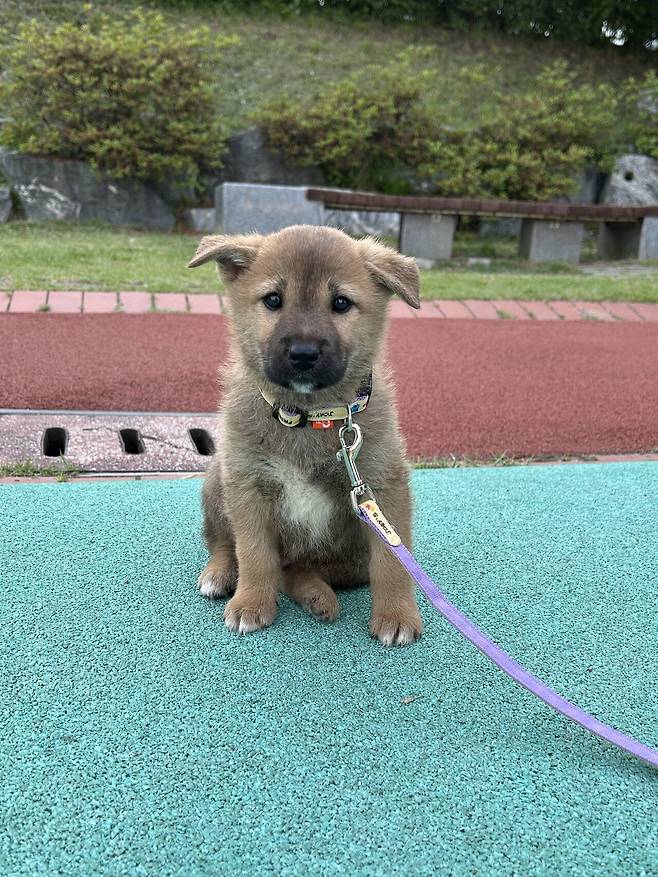 1747617947490.jpg 밭지키는 감자 성장일기