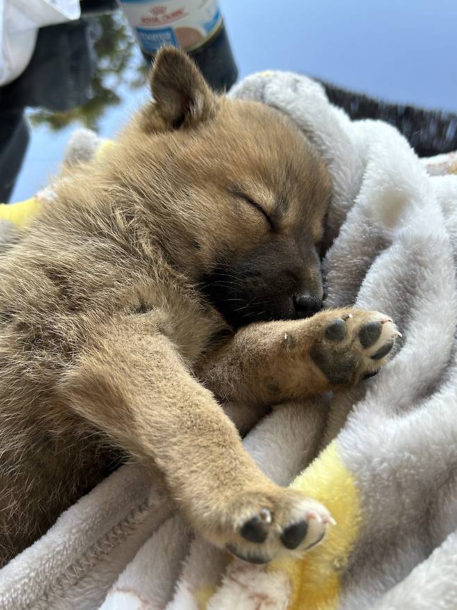 1000024627.jpg 밭지키는 감자 성장일기