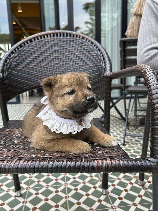 1000024644.jpg 밭지키는 감자 성장일기