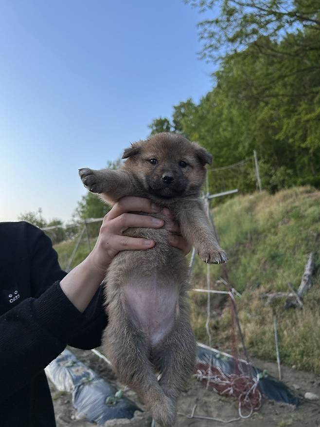 1000024646.jpg 밭지키는 감자 성장일기