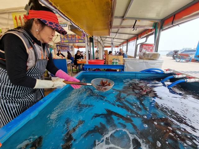 ▲ 27일 속초 동명항에 조성된 오징어 난전상가에서 한 상인이 손님의 주문에 따라 산오징어를 담고 있다. 박주석 기자