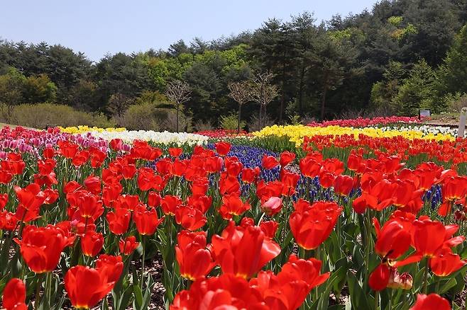 국립백두대간수목원 진입광장. 국립백두대간수목원 전시원실 김정인 주임 제공