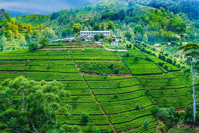 스리랑카 세계 최대 홍차 생산지 누와라엘리야