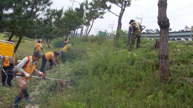 ▲양양군이 토종 생태계 보호를 위해 지역 생태계를 위협하는 생태계 교란식물 제거사업을 6월부터 8월까지 추진한다. ⓒ양양군