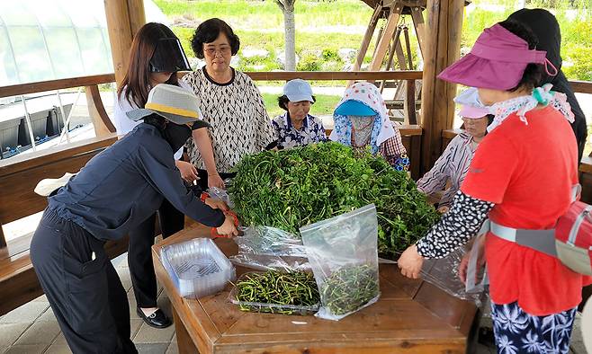 충북 충주시 소태면 가정마을&nbsp;어르신들이 소일거리로 생산한 미나리를 손질하고 있다. 충주시 제공