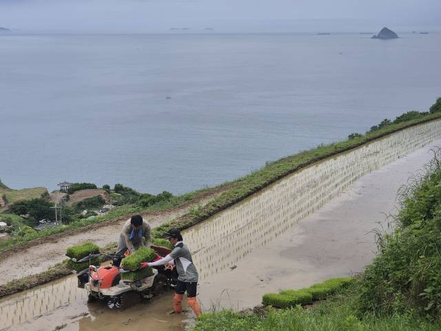 경남 남해군의 대표적 관광지이자 명승 경관 중 하나인 남면 다랭이마을 다랑이논에서 모내기가 한창이다. 다랑이논은 농사를 짓기 힘든 환경이지만 전통 농업 유산을 지켜내기 위한 주민과 보존회 노력 덕분에 영농 활동과 자연 경관이 어우러져 아름다운 풍광을 유지하고 있다. 남해군 제공