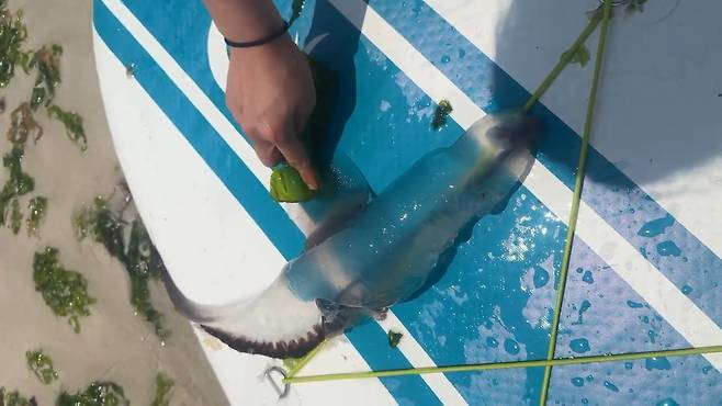 22일 김녕 세기알 해변에서 발견된 해양 생물. (인스타그램 '제주놀미' 제공)