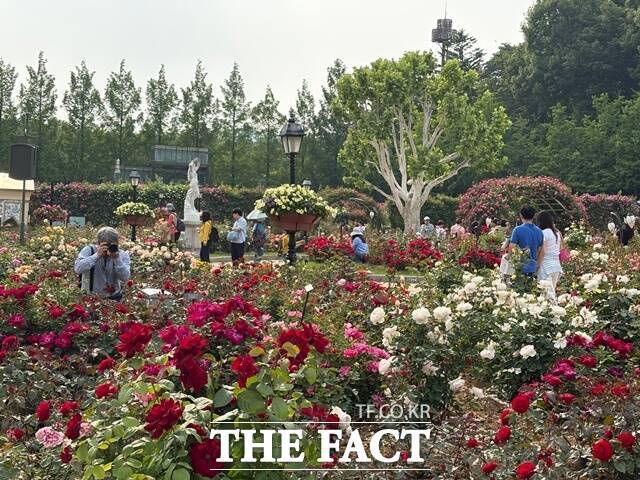 에버랜드 장미축제가 올해 40주년을 맞아 새로운 콘셉트인 '로즈가든 로열 하이티'를 선보인다. /문화영 기자