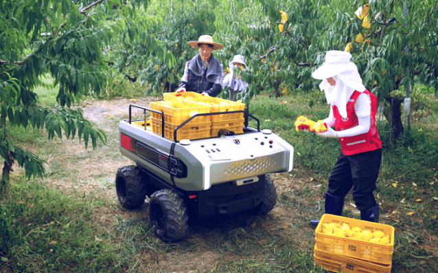대동 자율주행 운반로봇 배 수확 작업 (사진=대동)