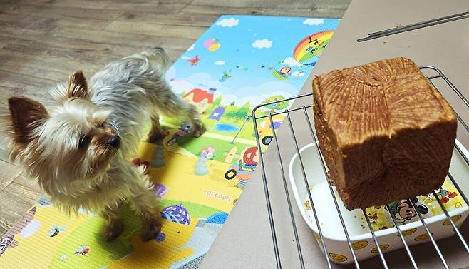 20250528_233600.jpg 저녁 와이프가 한 간짜장 사온 메밀전병과 빵