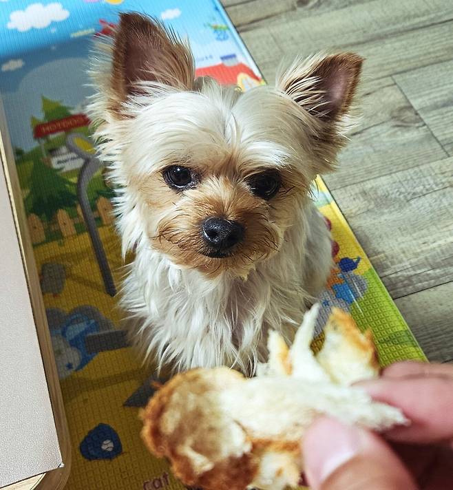 20250528_233845.jpg 저녁 와이프가 한 간짜장 사온 메밀전병과 빵