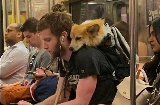 담겨있지 않은 강아지는 뉴욕지하철을 탈 수 없습니다