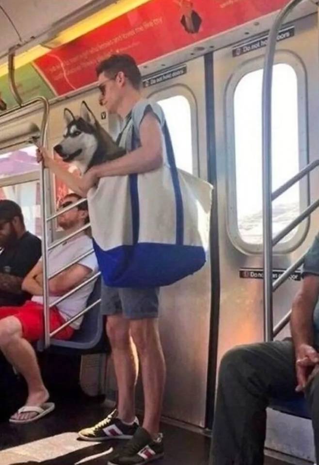 담겨있지 않은 강아지는 뉴욕지하철을 탈 수 없습니다