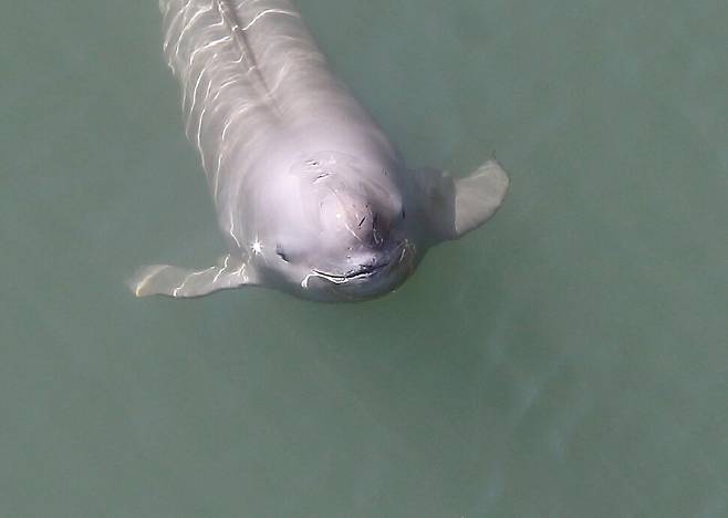 2024년 4월 촬영한 웃는 토종 돌고래(상괭이)의 모습. 장성래씨 제공