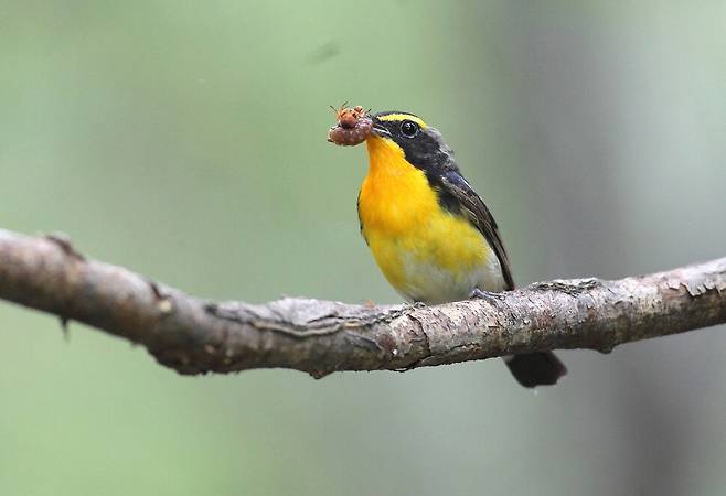 ‘새박사’ 장성래씨가 찍은 황금새. 2014년 6월 촬영했다. 장성래 제공