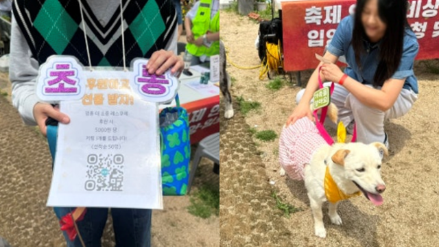 지난 17일 인천 다남숲멍빌리지에서 열린 '핌피 입양제'에 참가한 봉사자가 임보견 '초롱이'(오른쪽)을 홍보하고 있다.