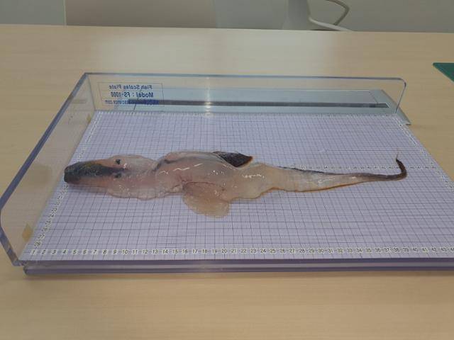 주로 열대지역 바다에서 서식하는 해양생물인 '카리나리아 크리스타타(Carinaria cristata)'로 추정되는 해양생물이 제주 앞바다에서 발견됐다. 사진은 제주도해양수산연구원이 보관 중이인 카리나리아 크리스타타. 제주도해양수산연구원 제공