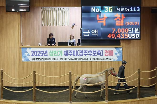 36번 최고가 낙찰마. (한국마사회 제주본부 제공)